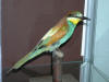 Sťahovavé vtáky Gemera-Malohontu