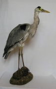 Volavka popolavá (Ardea cinerea)