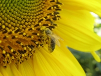 Včely a včelárstvo
