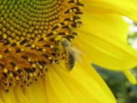 Včely a včelárstvo