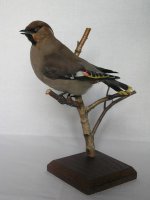 Chochláč severský (Bombycilla garuulus)