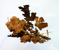 Kytička sušených kvetov z bitky o Branisko pri Prešove