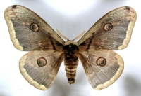 Nočný motýľ okáň hruškový (Saturnia pyri)